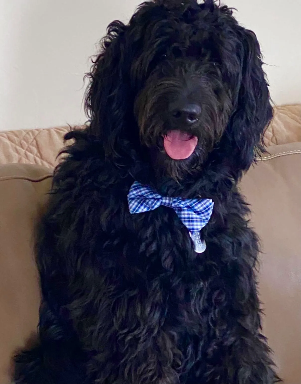 Fluffy black dog wearing blue gingham bow tie