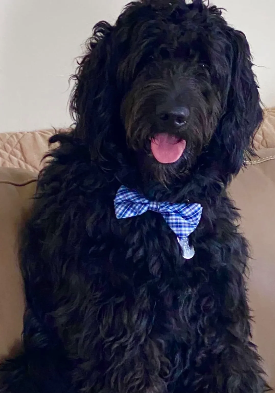 Fluffy black dog wearing blue checkered bow tie